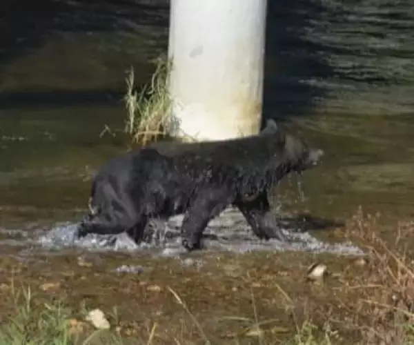 人間をナメきった「新世代クマ」が襲ってくる！西日本は4月にも人里に現れる可能性【専門家が語る獣害予想】