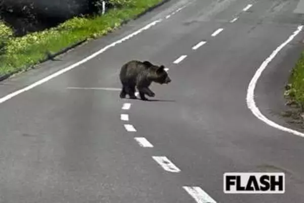 人里に居ついた“アーバンベア”も急増中…専門家が警告「前年に人を襲って駆除されていないクマが、何頭もいる」