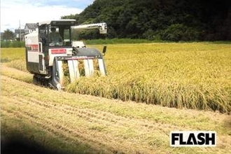 【コメ暴落】コシヒカリ買取価格が62％も下落「これじゃ赤字もいいとこ」農家が悲鳴…新米が古米より安くなる不思議な理由とは
