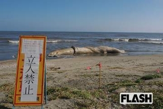 【千葉漂着クジラ】発見5日目で「今日は臭い」腐敗進む…爆発の危険と「科博」調査決定