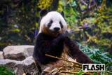 「上野動物園には連日の大行列…パンダだけじゃない！日本で「もう観られなくなる」人気動物10」の画像1