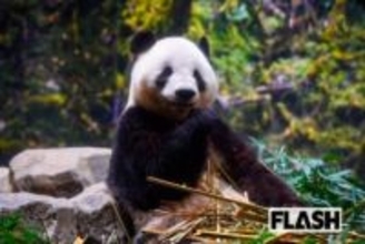 上野動物園には連日の大行列…パンダだけじゃない！日本で「もう観られなくなる」人気動物10