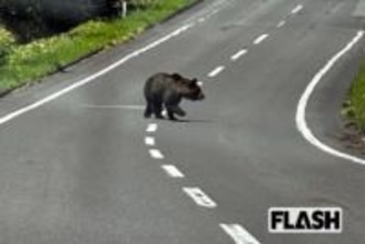 2年で2倍超、クマ被害に警察・自衛隊稼働も「1発で仕留めないとより凶暴に」ヒグマ防除隊員が語る「緊急銃猟」制度の課題