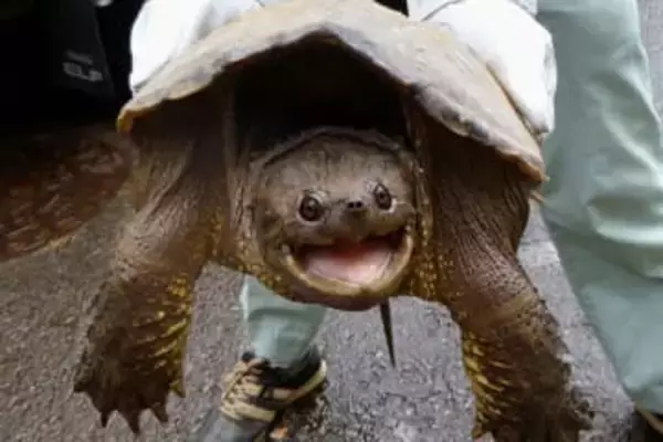 カミツキガメで見る「爬虫類」飼育の歴史…「特定外来生物」の指定と増加する野外への遺棄