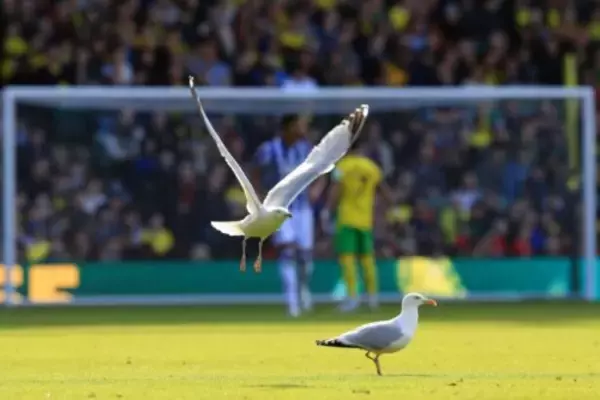 トルコのアマチュアリーグで珍事…低空飛行のカモメにボール直撃、選手が心肺蘇生で救命