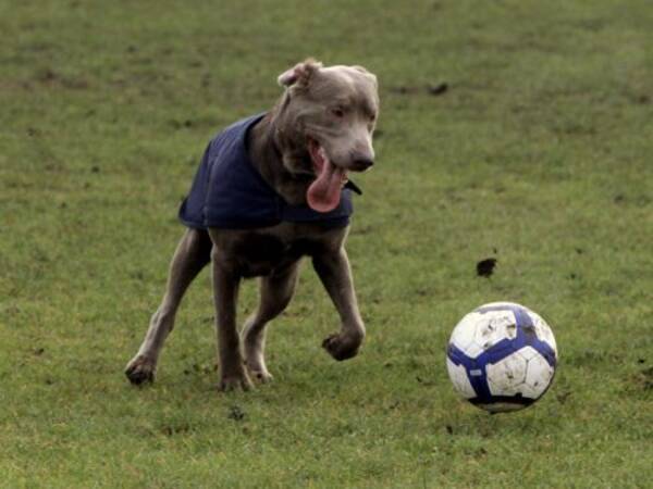 ピッチに侵入した犬がシュートストップ チリ3部で 珍事 が発生 16年9月日 エキサイトニュース