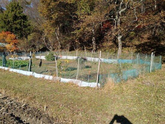 「捕獲したら殺すしかない」岩手県在住68歳男性が“クマ被害の実態”を語る。「山に放してもまた降りてくる」ワケ