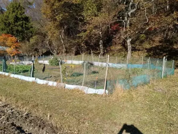 「「捕獲したら殺すしかない」岩手県在住68歳男性が“クマ被害の実態”を語る。「山に放してもまた降りてくる」ワケ」の画像