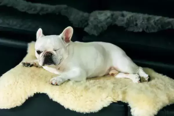 「「肉体も精神も限界でした」『マキバオー』の作者・つの丸が漫画を描くことを辞めた9年間。今、再びペンを執ったワケ」の画像