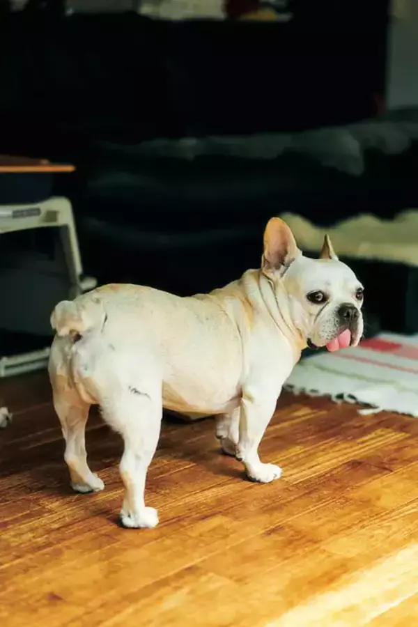 「「肉体も精神も限界でした」『マキバオー』の作者・つの丸が漫画を描くことを辞めた9年間。今、再びペンを執ったワケ」の画像