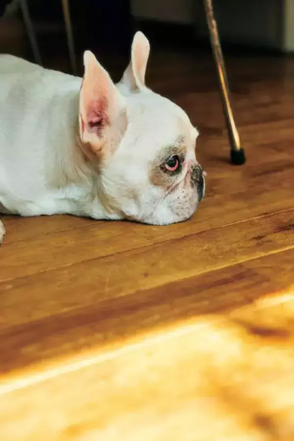 「「肉体も精神も限界でした」『マキバオー』の作者・つの丸が漫画を描くことを辞めた9年間。今、再びペンを執ったワケ」の画像