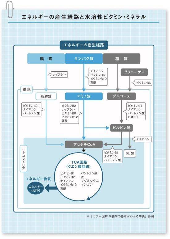 「脂を食べて30kg減」東大卒提唱“金森式”で痩せない人の共通点。そのサプリは“金をドブに捨てている”？