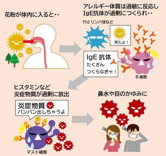花粉症を本気で治す・防ぐには？病院での治療から、免疫バランスの整え方まで【医師監修】
