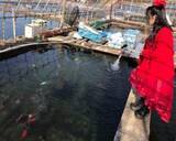 「高齢化で廃業する業者も…「金魚を愛する女性」が“金魚離れ”を解消するために始めた挑戦「派手な服装はキャラ作りではない」」の画像8