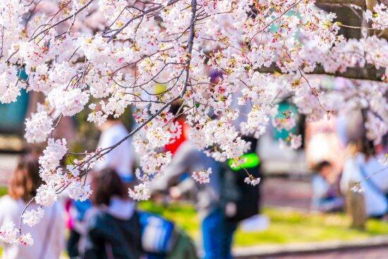 花見のトイレ問題、100人以上の行列に「もう無理」。“草むらでする人”続出で地獄絵図に…トイレが借りれるキーワード集も