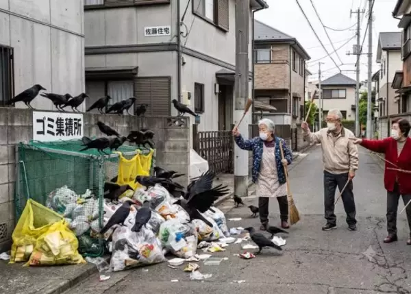 「「自治会には入りたくなかった」住民が考えを改めたワケ。アパート前が“カラスの餌場”になった危機を救った老人たちの行動」の画像