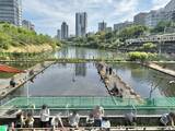 「『推しの子』ロケ地がまさかの不法占拠？市ヶ谷駅前のシンボル「都会の釣り堀」が60年も存続できる深いワケ」の画像11