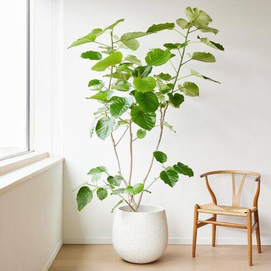 「インテリアの花瓶選び」黄金ルールは“口”にあった。初心者が失敗しない基準