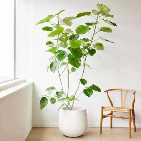 「「インテリアの花瓶選び」黄金ルールは“口”にあった。初心者が失敗しない基準」の画像