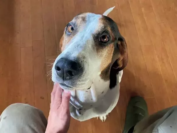 「狩猟解禁日に警察に呼び止められ……応じた先にはなぜか犬に噛まれ瀕死の鹿／東出昌大」の画像