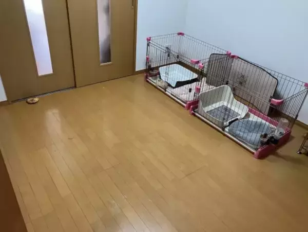 「ペット不可の賃貸物件で「飼っていた痕跡を消して」特殊清掃業者が現実的にできること」の画像