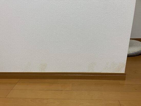 ペット不可の賃貸物件で「飼っていた痕跡を消して」特殊清掃業者が現実的にできること