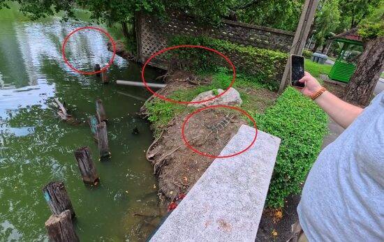 「足に数十匹が…」タイでアリに噛まれた日本人男性が昏倒。全身の蕁麻疹、救急搬送された恐怖の一部始終