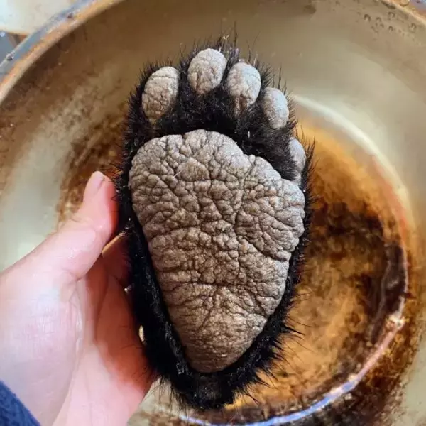 「東出昌大「クマを撃った！」駆除する猟師の本音」の画像