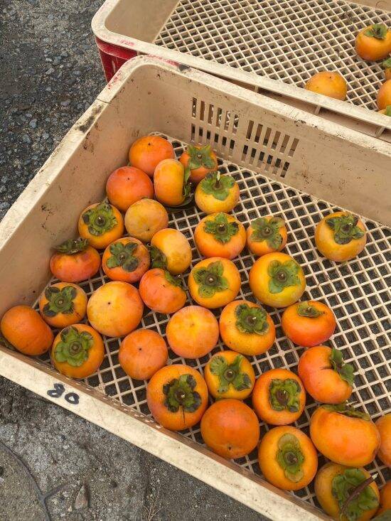 東出昌大「クマを撃った！」駆除する猟師の本音