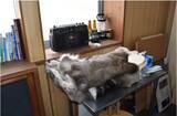 「山火事から“12匹の猟犬”を救い出した30代女性猟師。東京の不動産OLが「山梨に移住して」気づいた“生きている実感”」の画像9