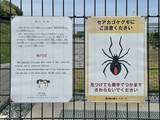 「クマより人が死んでいる…スズメバチ相手に「叩いて潰す」は自殺行為。プロが警告する“絶対NG”な行動」の画像2