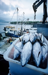 「20代の1000万円プレーヤーが何人もいる」マグロ漁船員の告白。航海中は食費も住居費もゼロ…10か月の海上生活の実態とは