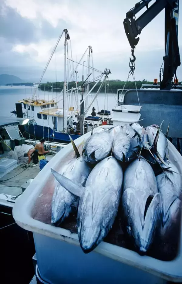 「20代の1000万円プレーヤーが何人もいる」マグロ漁船員の告白。航海中は食費も住居費もゼロ…10か月の海上生活の実態とは