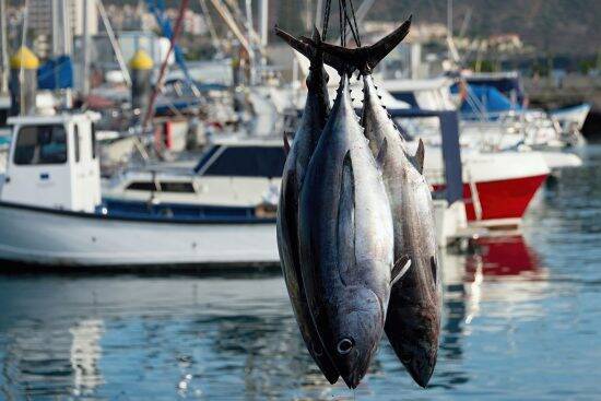 「20代の1000万円プレーヤーが何人もいる」マグロ漁船員の告白。航海中は食費も住居費もゼロ…10か月の海上生活の実態とは
