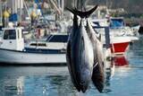 「「20代の1000万円プレーヤーが何人もいる」マグロ漁船員の告白。航海中は食費も住居費もゼロ…10か月の海上生活の実態とは」の画像5