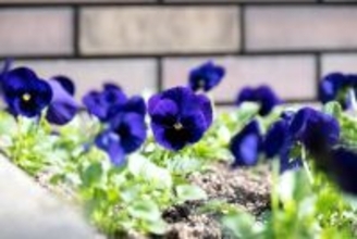 「夢のマイホームでしたが、手放します」戸建てを購入した夫婦が受けた“悪質すぎる隣人の嫌がらせ”とは