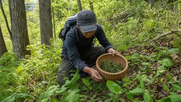 「許可は取ってます」嘘をついて他人の敷地で山菜を採る60代男性…身元がバレて慰謝料30万円を支払うまで／年間500円で合法な手続きも…山菜採りのルールを調べてみた