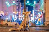 「「亡きがらをツノに絡ませたシカ」で日本人初の快挙。それでも「写真はあくまで趣味」北海道の高校教師が明かした本音」の画像6