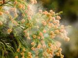 「花粉症シーズンが長期化!?  “花粉症ゾンビ”にならないために、すぐ始めるべき習慣とは【医師監修】」の画像3