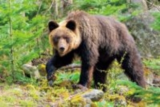 「頭上からクマが襲撃してくることも」市街地での遭遇急増、元外人部隊員とサバイバルのプロが伝授する意外な撃退法