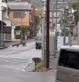 「温泉地・湯河原で大暴れするサルに住民が悲鳴「ドアノブを回して家に上がり込む」露天風呂で排便された旅館は大損害」の画像1