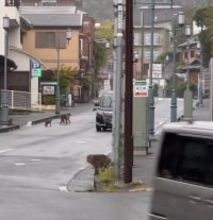 温泉地・湯河原で大暴れするサルに住民が悲鳴「ドアノブを回して家に上がり込む」露天風呂で脱糞された旅館は大損害