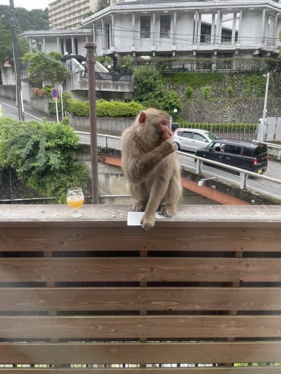 温泉地・湯河原で大暴れするサルに住民が悲鳴「ドアノブを回して家に上がり込む」露天風呂で排便された旅館は大損害