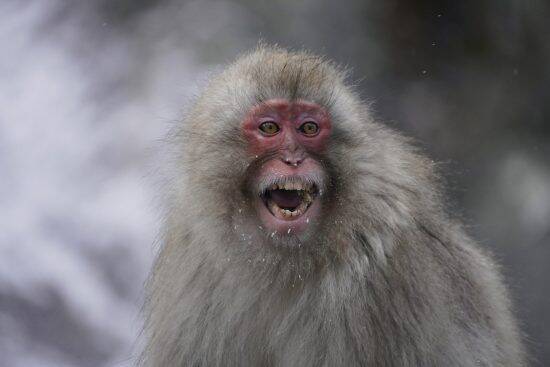 温泉地・湯河原で大暴れするサルに住民が悲鳴「ドアノブを回して家に上がり込む」露天風呂で排便された旅館は大損害