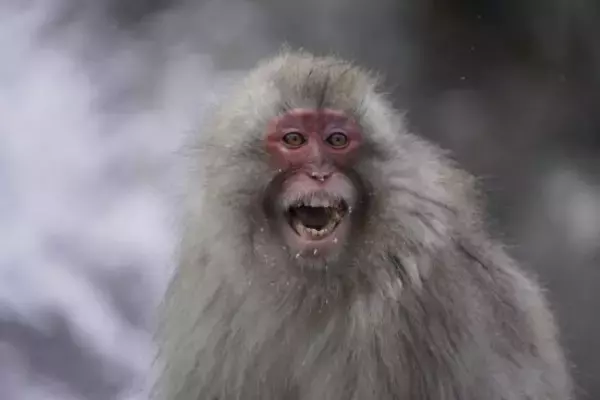 「温泉地・湯河原で大暴れするサルに住民が悲鳴「ドアノブを回して家に上がり込む」露天風呂で排便された旅館は大損害」の画像