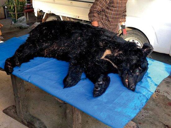 秋田県のマタギが「今年のクマは異常」と語る理由。早くから被害拡大を予感…「食の傾向も変わっている」