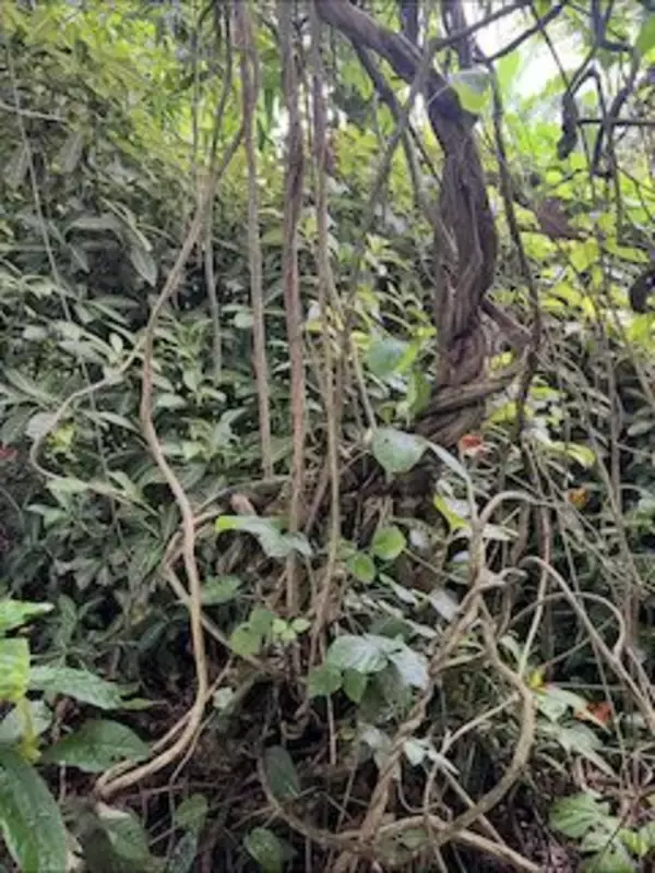 LSDの100倍の幻覚作用“神のお茶”を再び…オカルト研究家・角由紀子がアマゾン奥地で“死んだ”夜