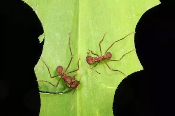 「マムシ坂」を駆け上がり「ハキリアリ」に会いに行く。研究のため自腹16万円、アリに注ぐ情熱の正体