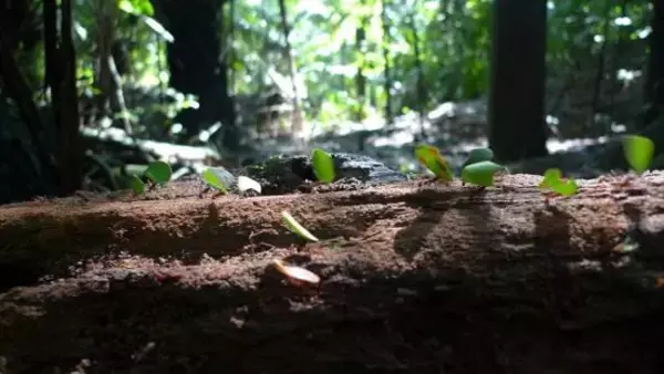 「「マムシ坂」を駆け上がり「ハキリアリ」に会いに行く。研究のため自腹16万円、アリに注ぐ情熱の正体」の画像