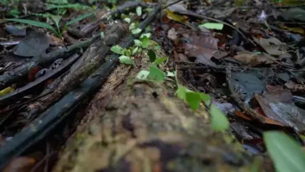 「「マムシ坂」を駆け上がり「ハキリアリ」に会いに行く。研究のため自腹16万円、アリに注ぐ情熱の正体」の画像